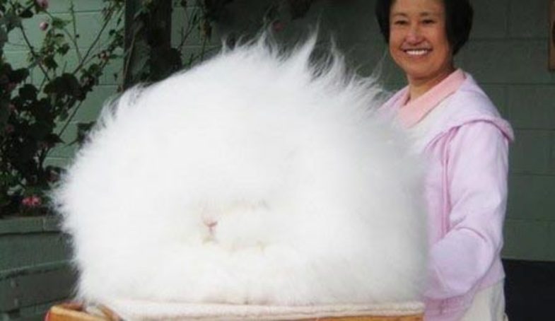 عجیب‌ترین خرگوش دنیا +تصاویر