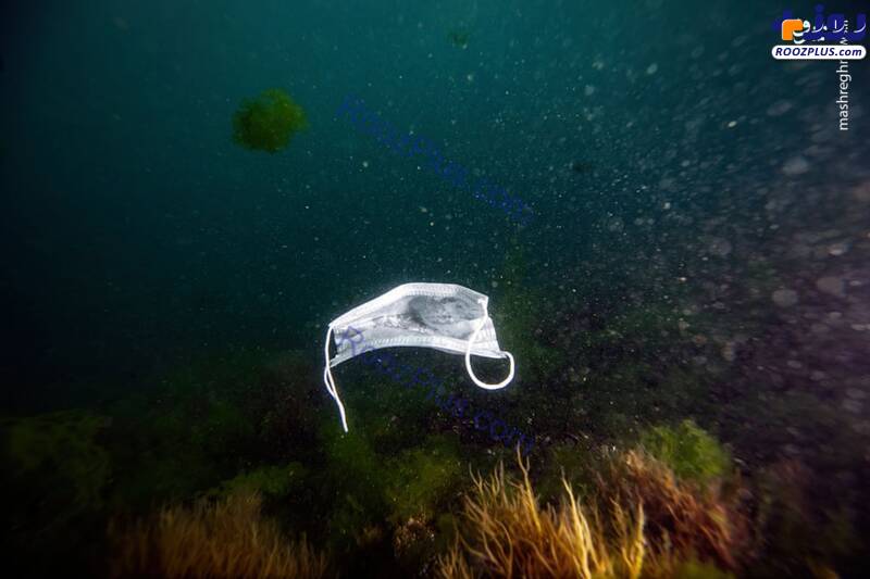 ماسک کرونایی در اعماق دریا+عکس
