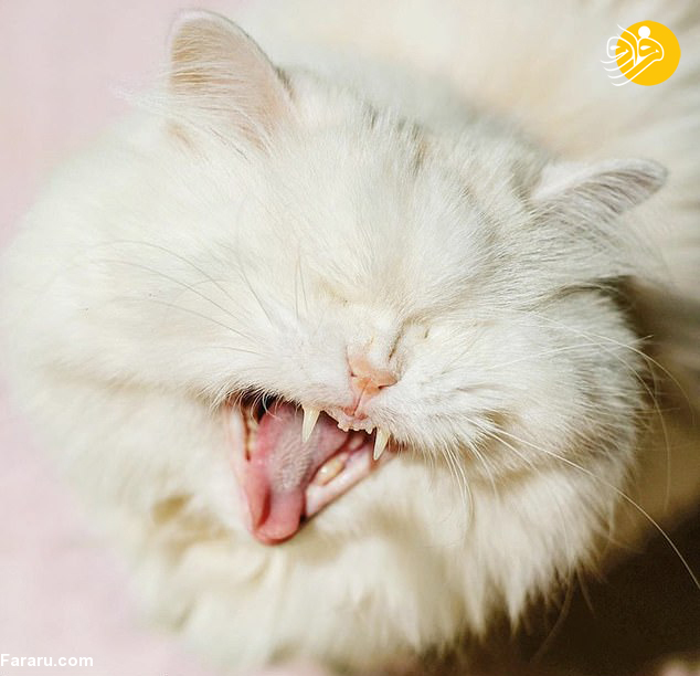 گربه نابینای ایرانی؛ ستاره شبکه‌های اجتماعی+عکس