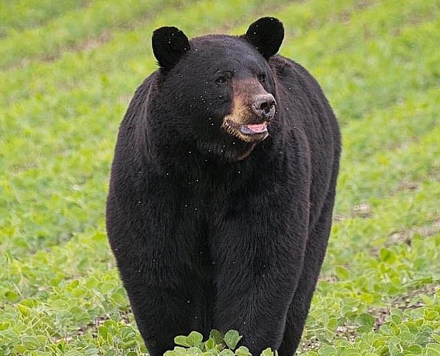 خرس سیاه عاشق پیشه آمریکا را به دنبال جفت زیر پا گذاشته