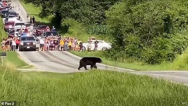 خرس سیاه عاشق پیشه آمریکا را به دنبال جفت زیر پا گذاشته