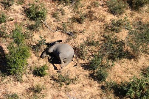 از مرگ مشکوک فیل ها در بوتسوانا تا شلوغی میخانه‌های لندن