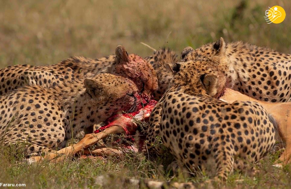 سر و صورت خونی یوزپلنگ‌ها پس از خوردن شکار + عکس