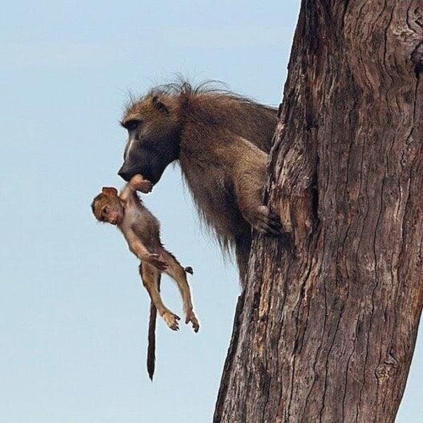 سلطان جنگل،بادیگارد یک بچه میمون شد +عکس