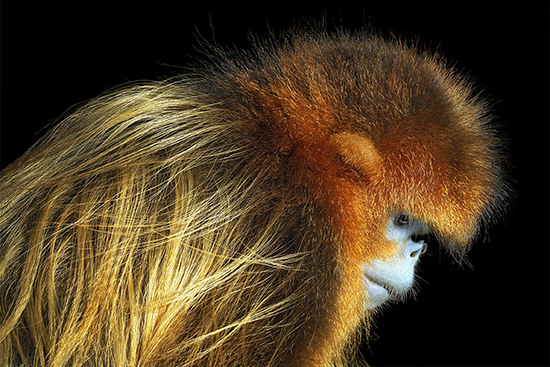 حیوانات در خطر انقراض از لنز دوربین تیم فلچ