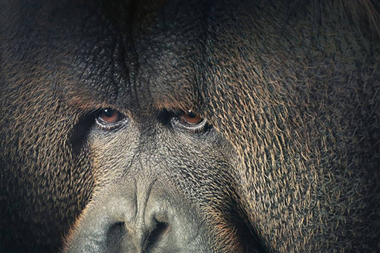 حیوانات در خطر انقراض از لنز دوربین تیم فلچ