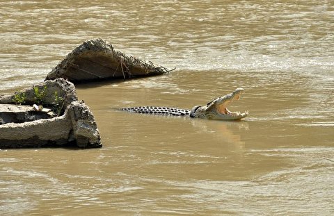 لحظه ترسناک برخورد تمساح با کایاک سوار