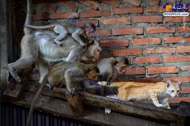 گربه آزاری میمون‌ها+عکس