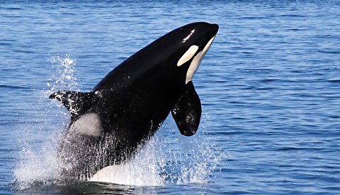 صحنه ای فوق العاده  از نهنگ غول پیکر