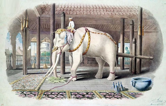 تئوری فیل سفید چیست؟