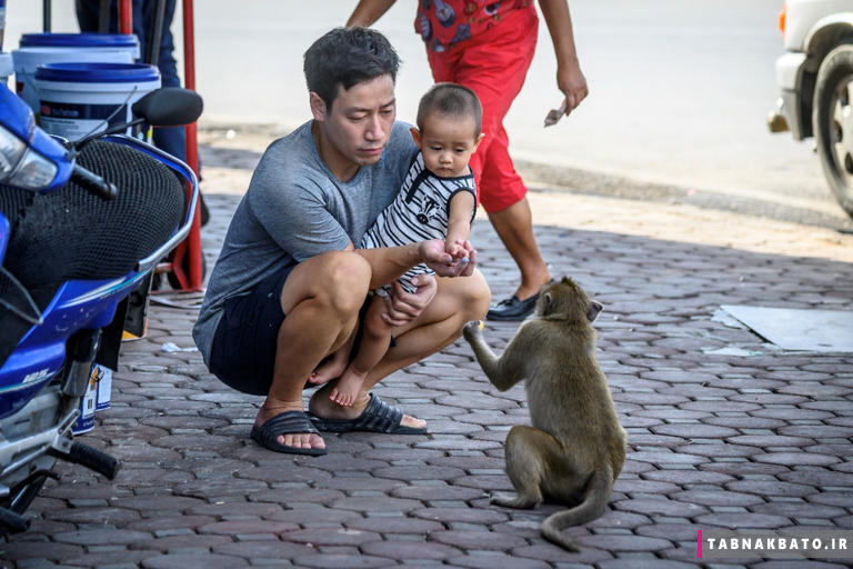 باج‌دهی مردم لیپوری تایلند به میمونها به روایت عکس‌های جالب