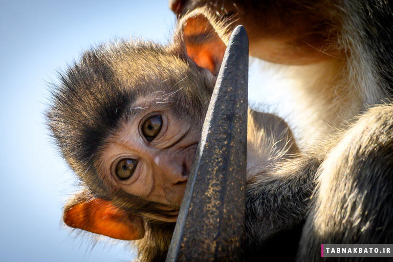 باج‌دهی مردم لیپوری تایلند به میمونها به روایت عکس‌های جالب