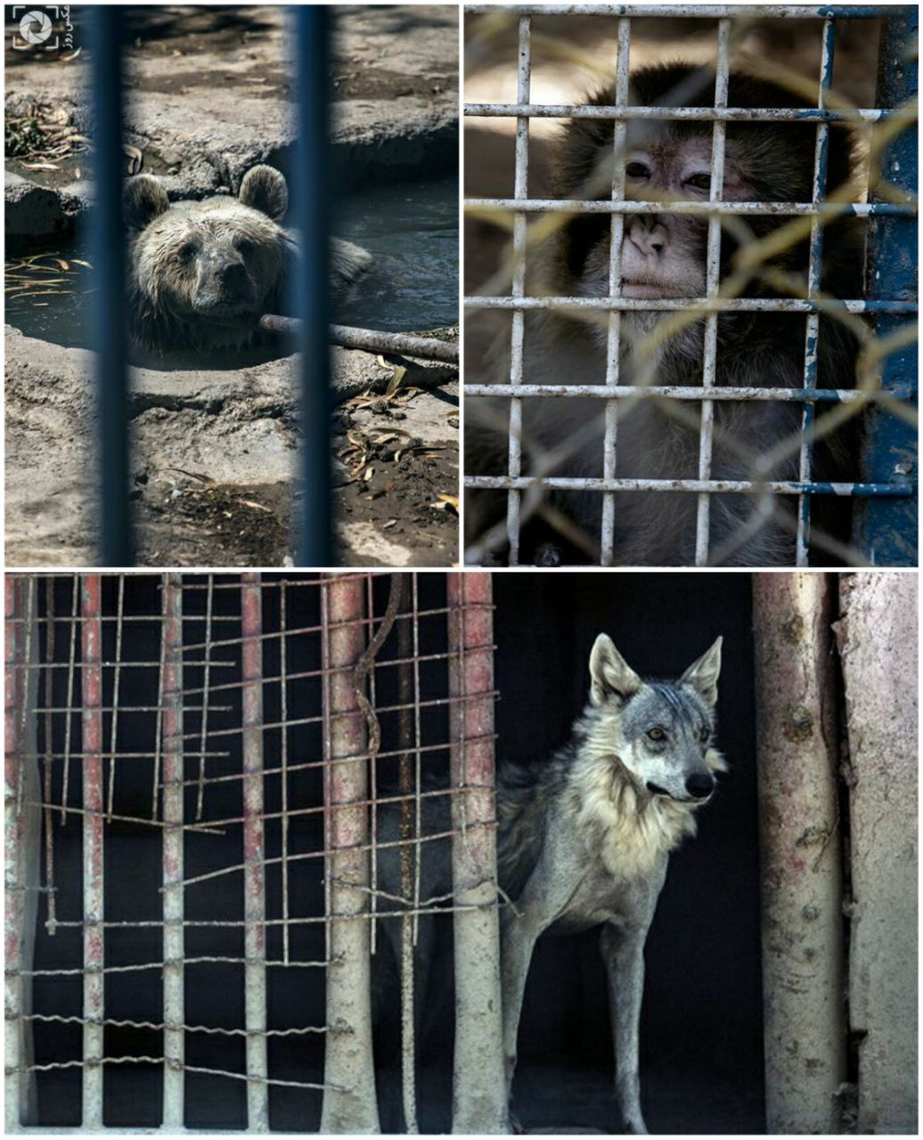 شرایط بد حیوانات باغ‌ وحش هویزه در خوزستان + عکس