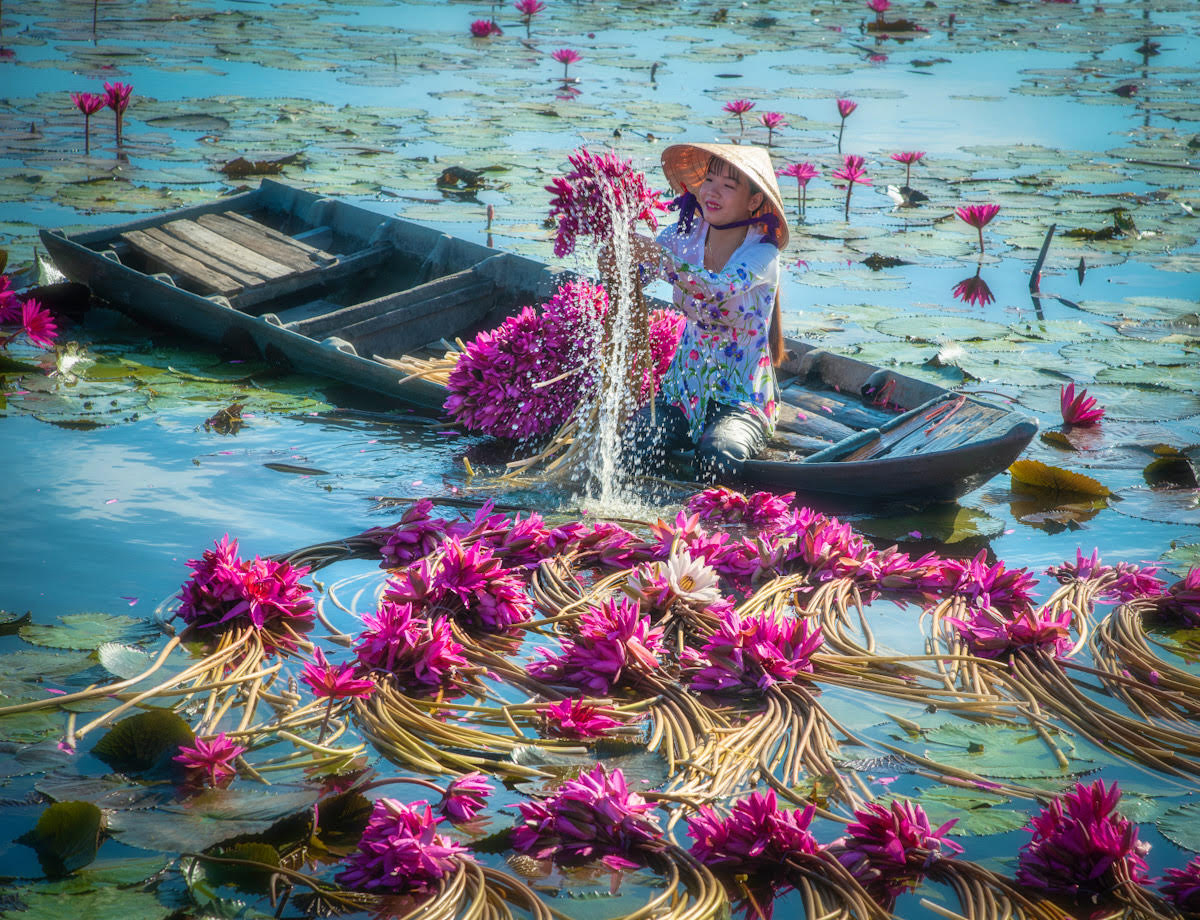 عکس‌های دیدنی ترونگ هوی از برداشت سالانه نیلوفر آبی در ویتنام