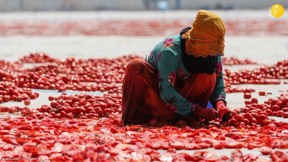 فرش قرمزی به وسعت یک دشت؛ روش خشک کردن گوجه فرنگی در ترکیه