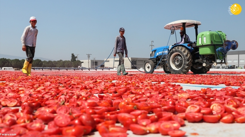 فرش قرمزی به وسعت یک دشت؛ روش خشک کردن گوجه فرنگی در ترکیه