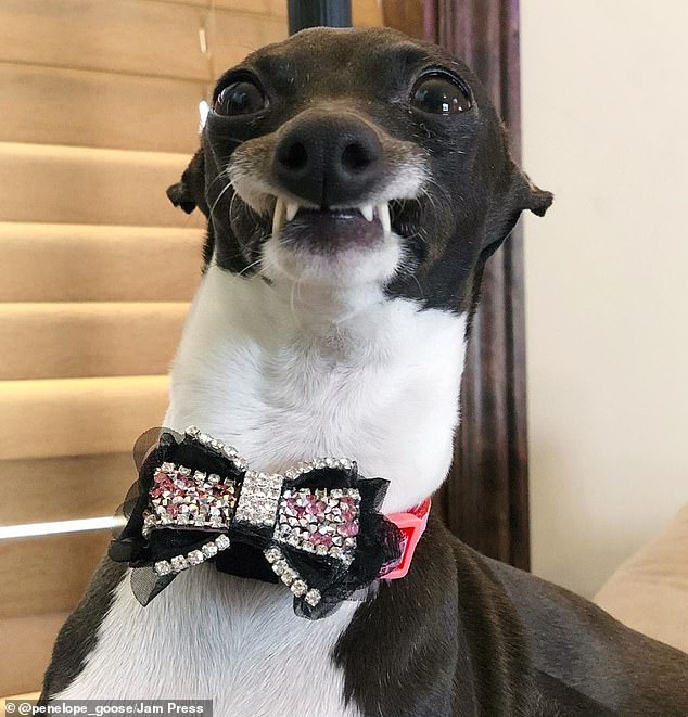 پنلوپه؛ سگی که به خاطر چهره خنده‌دارش ستاره اینستاگرام شده