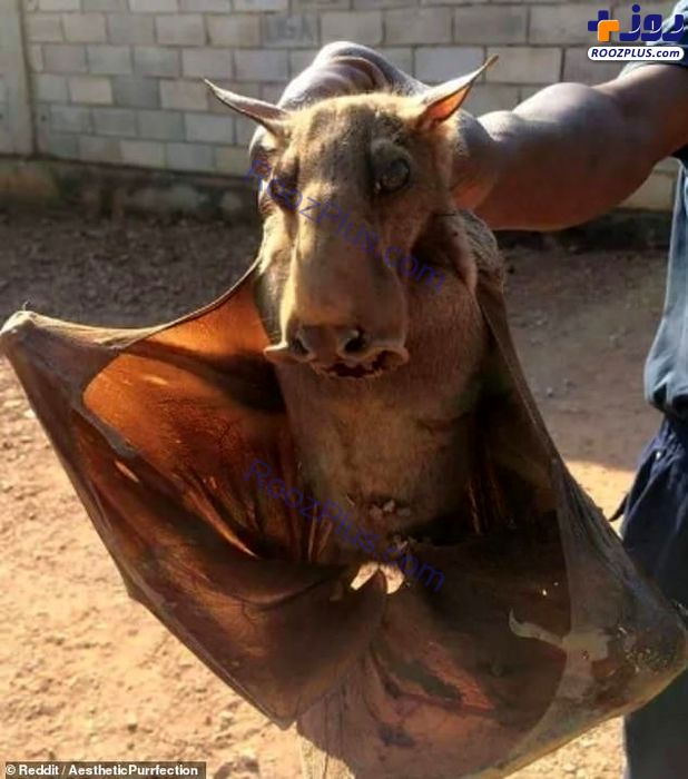عکسی ترسناک از بزرگ‌ترین خفاش کشف شده در آفریقا