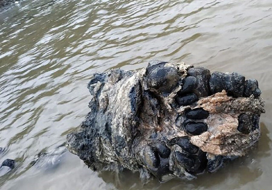 کشف موجودی پشمالو و عجیب در دریاچه سیبری