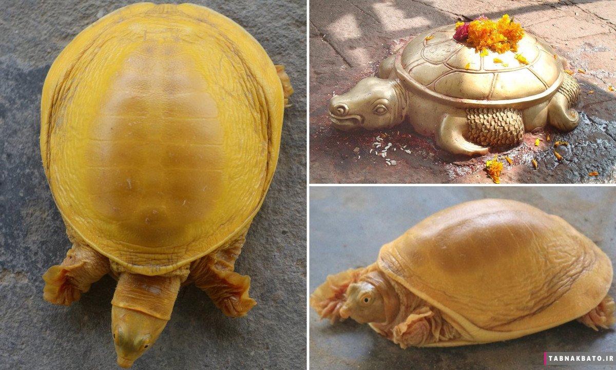 جنجال مذهبی در نپال بعد از پیدا شدن لاک‌پشت طلایی