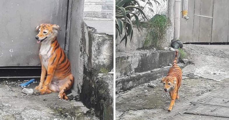 شبیه کردن سگ ولگرد به ببر در مالزی غوغا بپا کرد+تصاویر