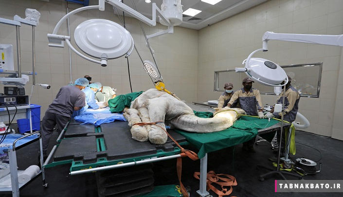 بیمارستان فوق‌پیشرفته شترها در عربستان