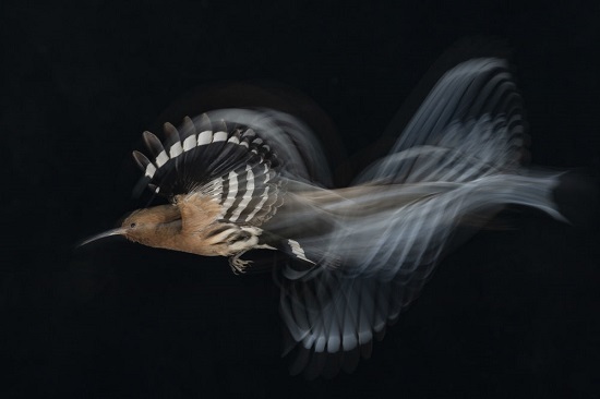 برندگان مسابقه عکاسی از پرندگان در سال ۲۰۲۰