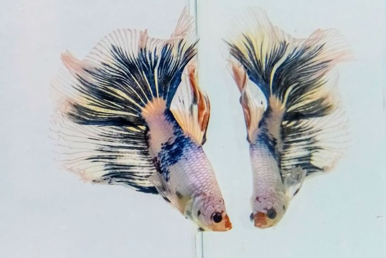 تصاویری از ماهیان شگفت‌انگیز در بانکوک