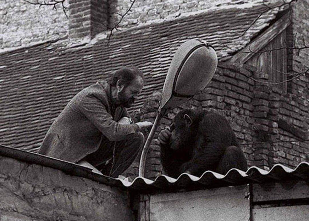 حرف زدن مدیر باغ‌وحش بلگراد با شامپانزه‌ فراری +عکس