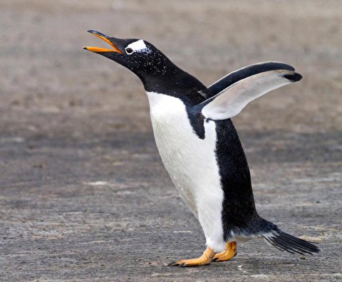 درگیری خونین بین دو پنگوئن، عاقبت خیانت حیوانی