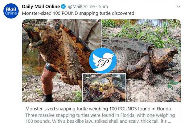 کشف لاک‌پشت ۴۵کیلویی در فلوریدا+عکس