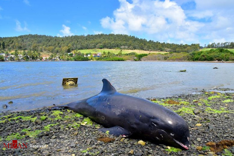 مرگ دلفین‌ها در ساحل موریس بر اثر آلودگی نفتی دریا+ عکس