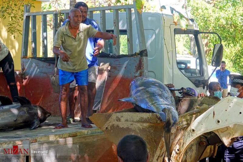 مرگ دلفین‌ها در ساحل موریس بر اثر آلودگی نفتی دریا+ عکس