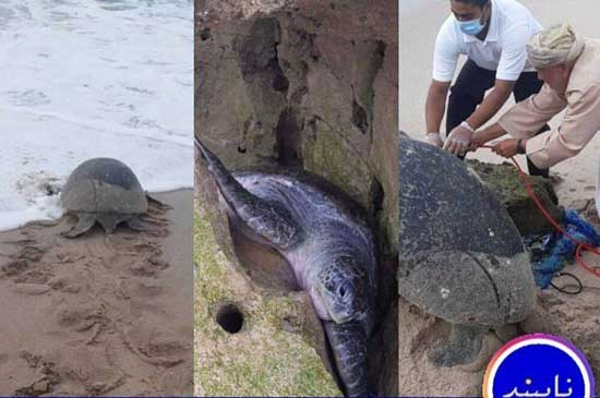 نجات لاک‌پشت بزرگ در ساحل عسلویه +عکس
