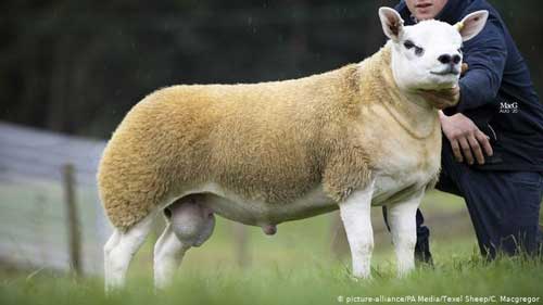 گران‌ترین گوسفند دنیا به فروش رسید+عکس