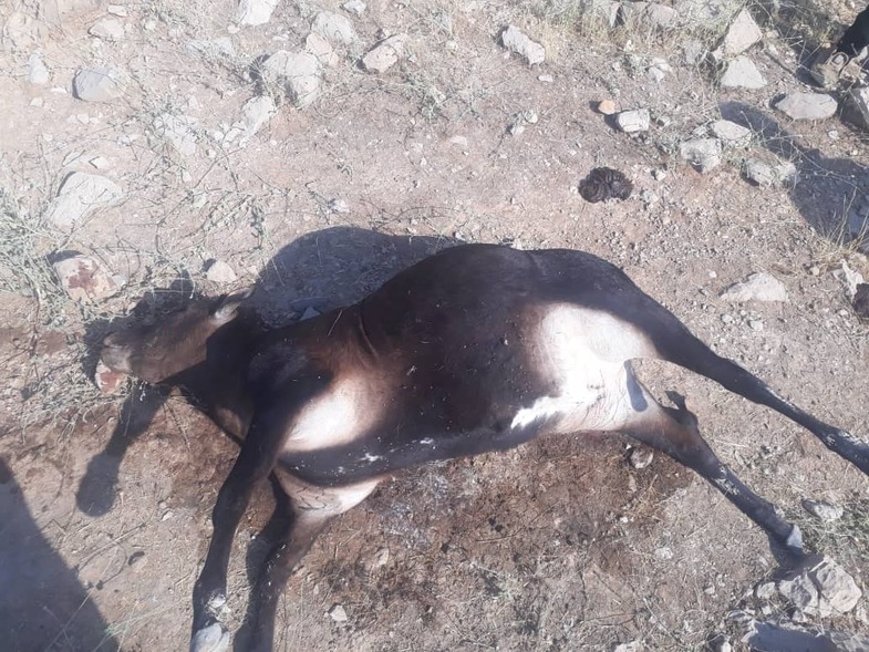 مرگ مشکوک گاوها در حاشیه‌ رودخانه‌ کارون در ایذه+عکس