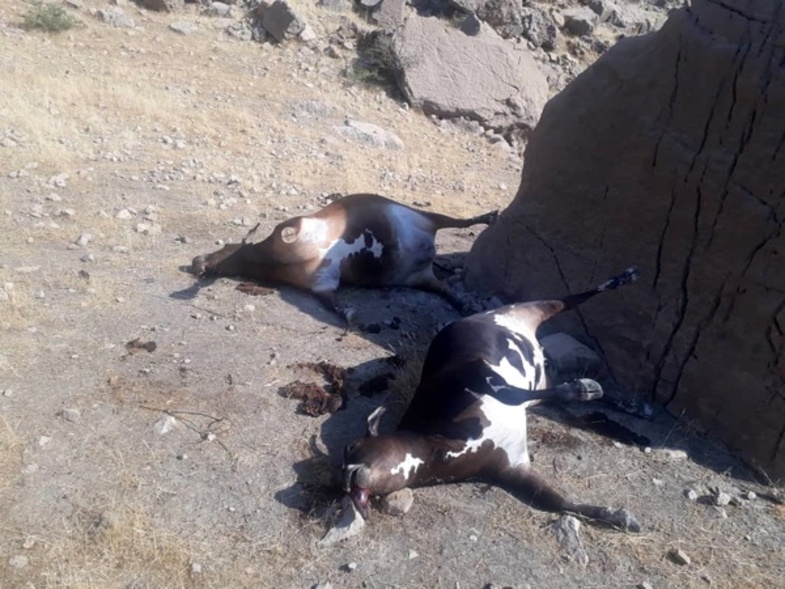 مرگ مشکوک گاوها در حاشیه‌ رودخانه‌ کارون در ایذه+عکس