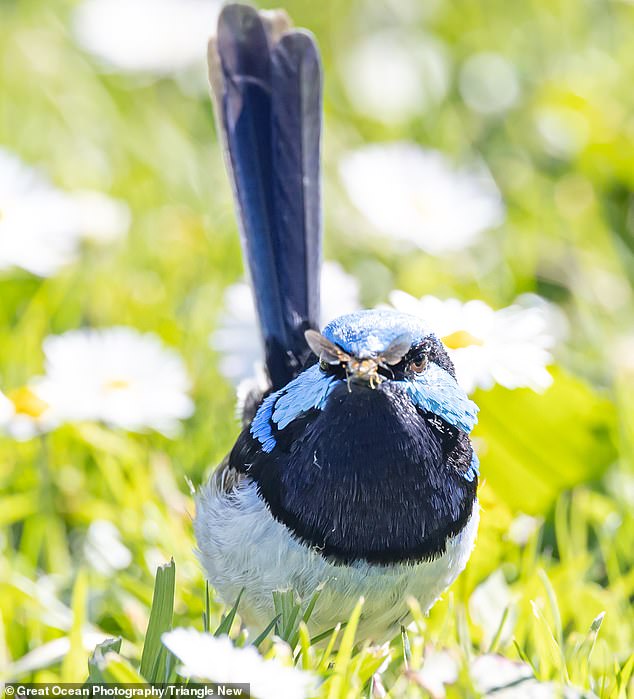 تا به حال دیده اید که پرنده‌ای عینک آفتابی بزند؟ +تصاویر