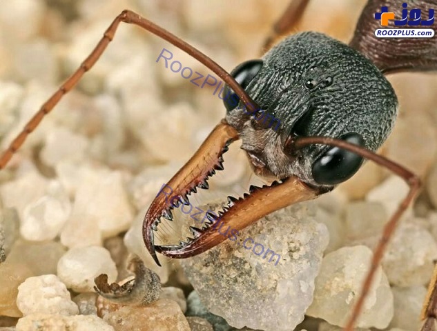 بولداگ، خطرناک‌ترین مورچه دنیا+عکس