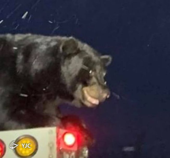 خرس سیاه مهمان ناخوانده کامیون حمل زباله +تصاویر