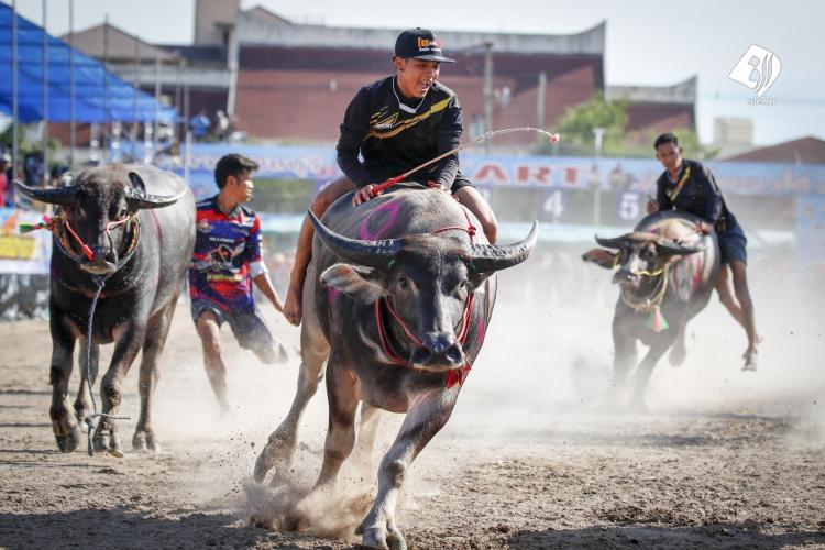 جشنواره گاومیش سواری در تایلند