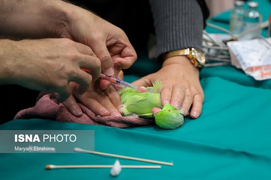 جراحی چشم یک سنجاب و یک طوطی در تبریز+عکس