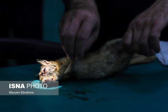 جراحی چشم یک سنجاب و یک طوطی در تبریز+عکس