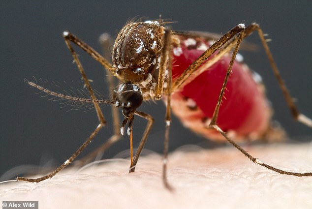 خون انسان برای پشه‌ها چه طعمی دارد؟