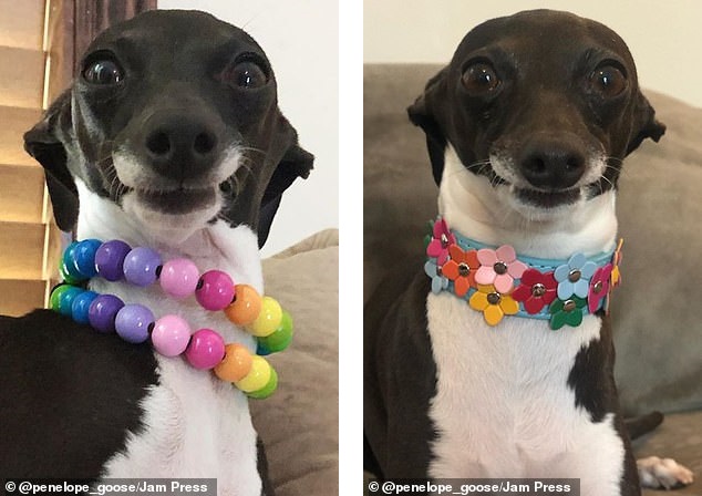 سگ خنده رویی که ستاره اینستاگرام شد + عکس