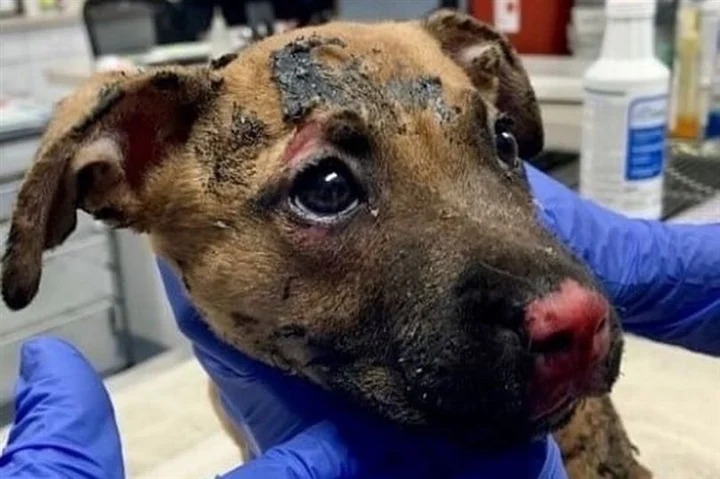مردی برای فالوئر بیشتر سگی را زنده زنده سوزاند +عکس