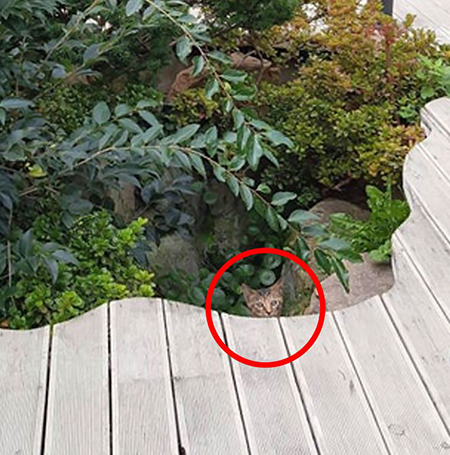 گربه‌های مخفی شده را پیدا کنید