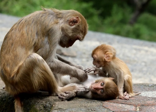 اقدام تعجب آور و جالب میمون مادر روی پوست فرز‌ندش + عکس