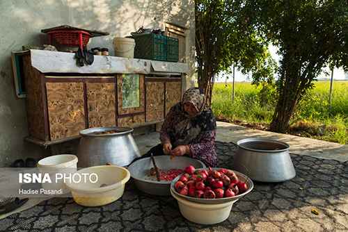 برداشت و پخت رب انار در باغات دهستان یساقی