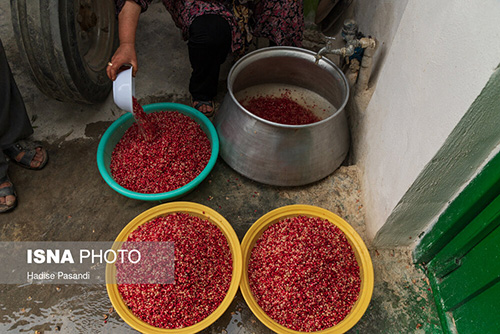 برداشت و پخت رب انار در باغات دهستان یساقی